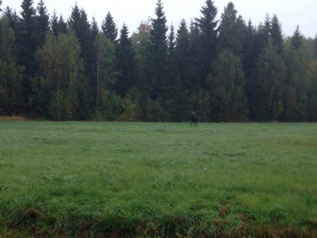 Älgtjur med 6 taggar.